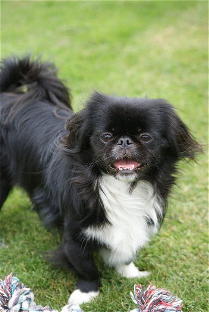 Pekingeser Blackie billede 6