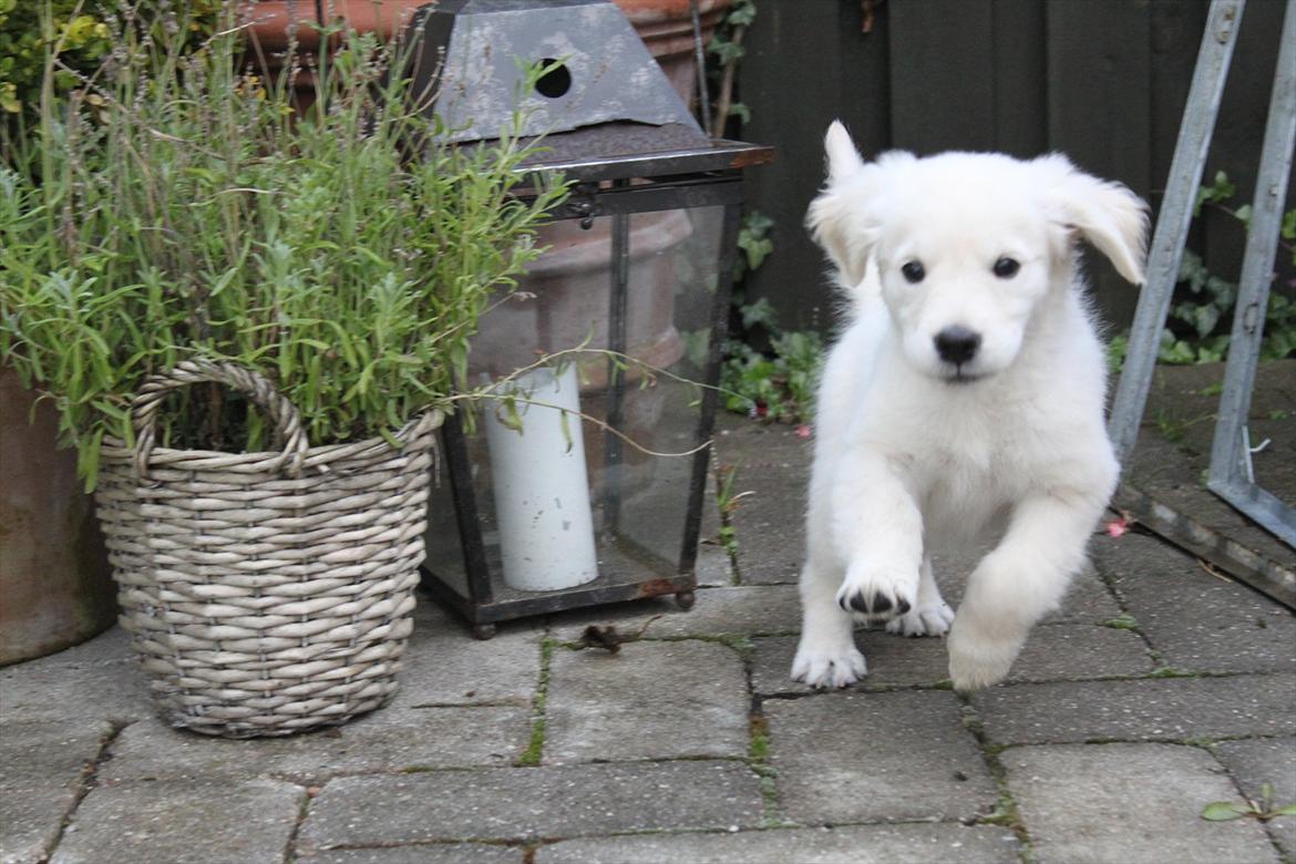 Golden retriever Effie/Zoe - <3 billede 17