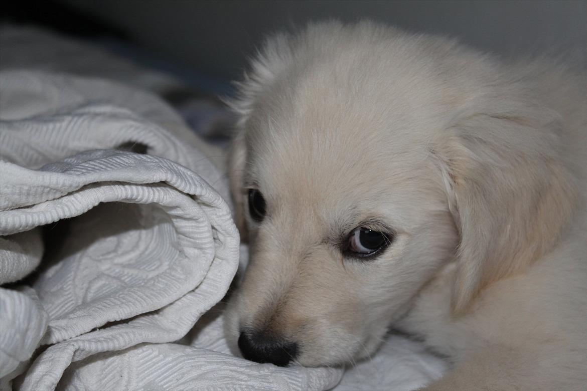 Golden retriever Effie/Zoe - Bide<3 billede 19
