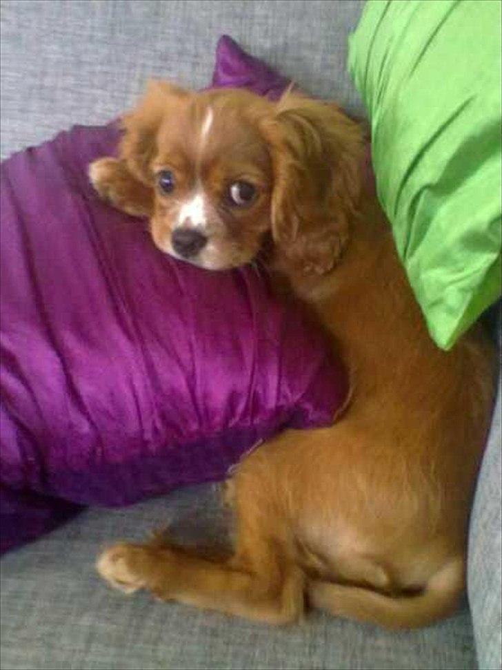 Cavalier king charles spaniel Silje - Puttehunden Silje. billede 3