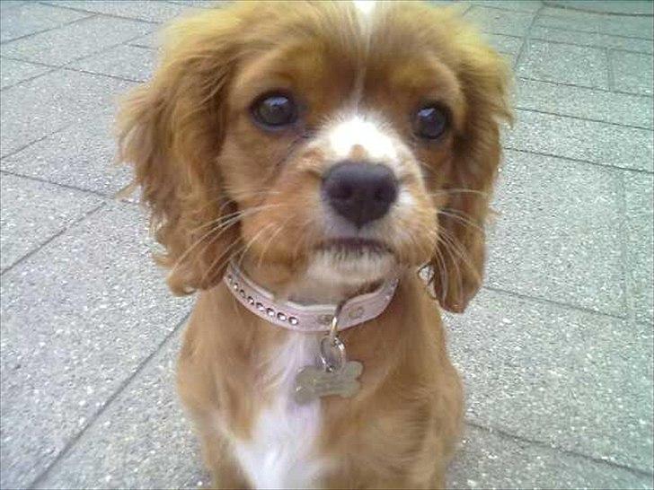Cavalier king charles spaniel Silje - Prinsesse Silje! billede 4