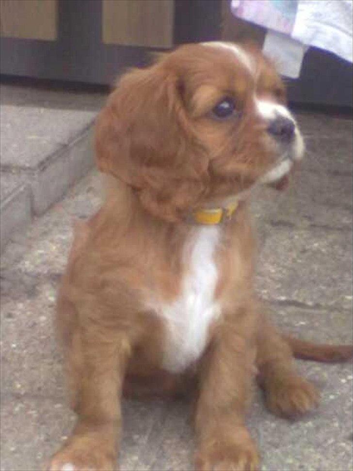 Cavalier king charles spaniel Silje - Lille Silje - kun 8 uger.  billede 5