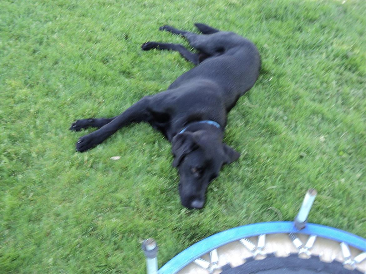 Labrador retriever Rollo<3 (formel 1) billede 10