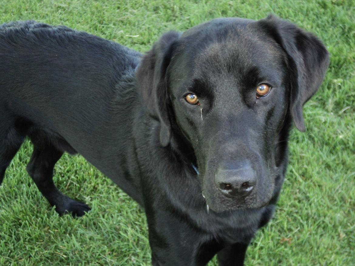 Labrador retriever Rollo<3 (formel 1) billede 5