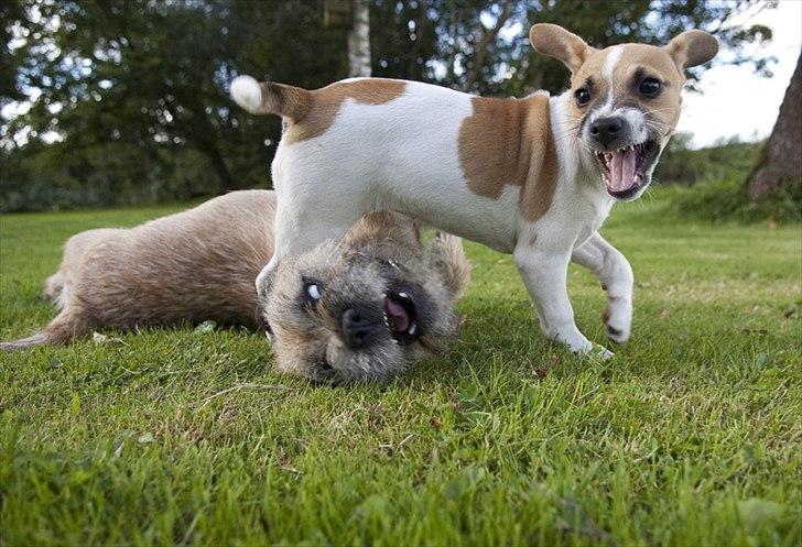 Blanding af racer Bianca - Mine drablige hunde billede 6