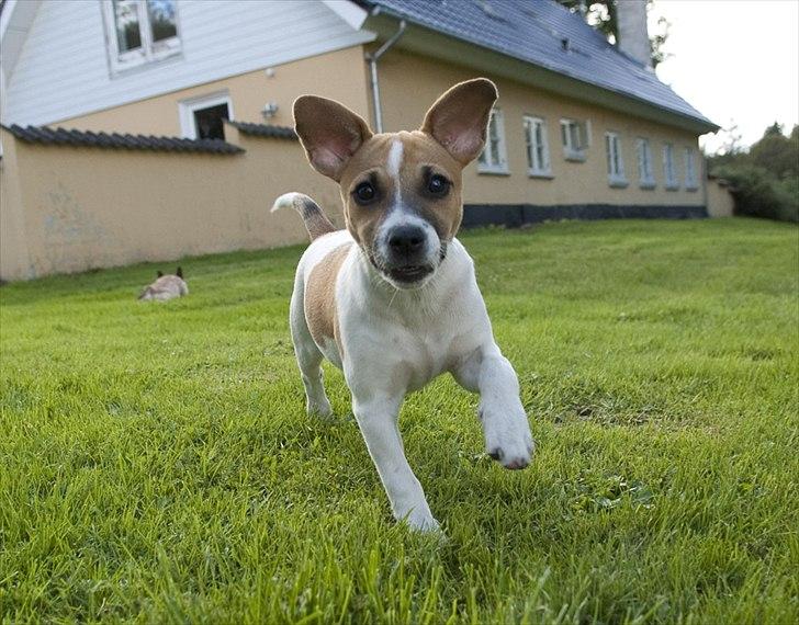 Blanding af racer Bianca - Fuld fart fremad! billede 4