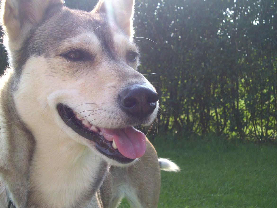 Blanding af racer Bonnie  billede 1