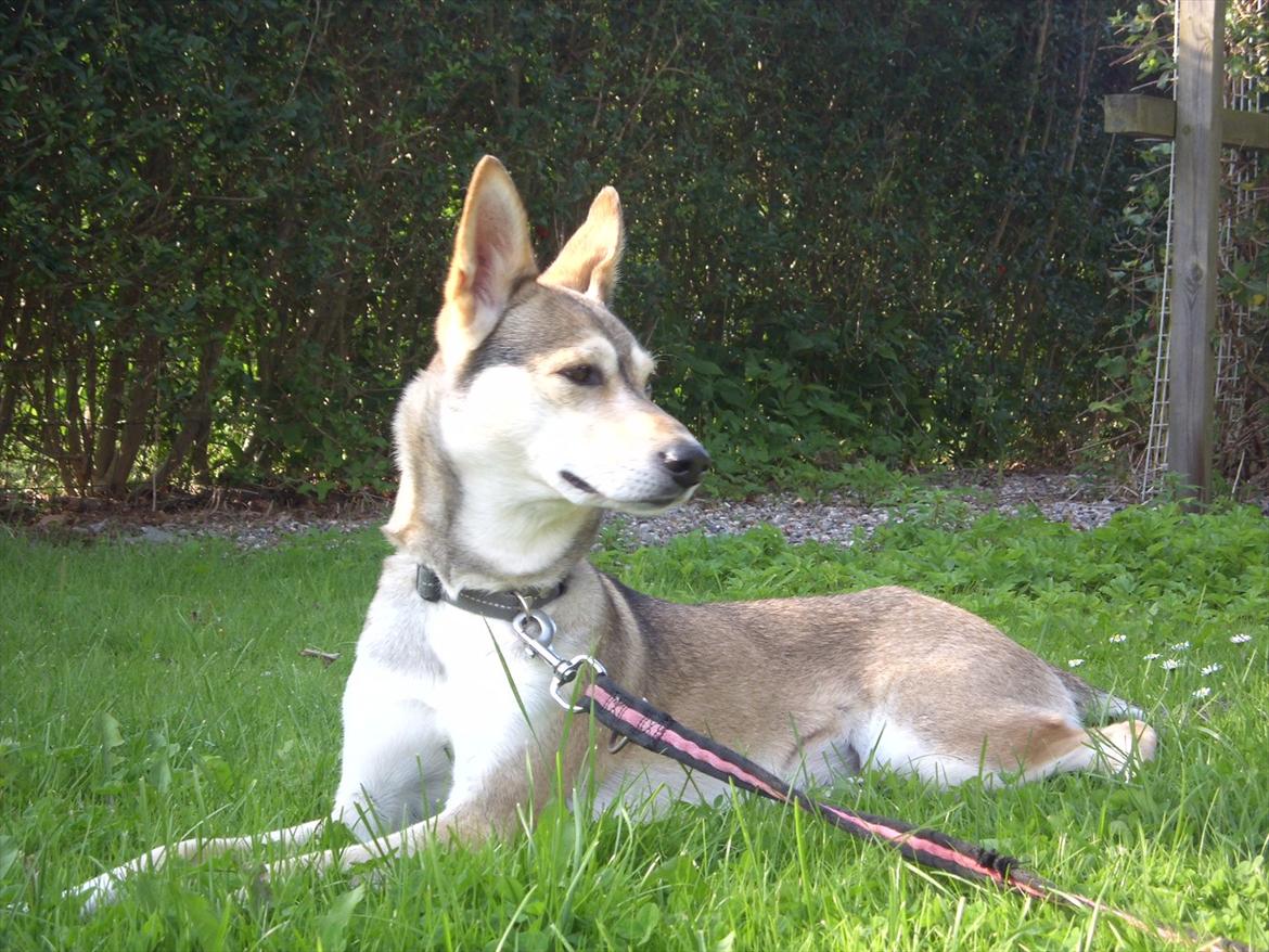 Blanding af racer Bonnie  billede 18