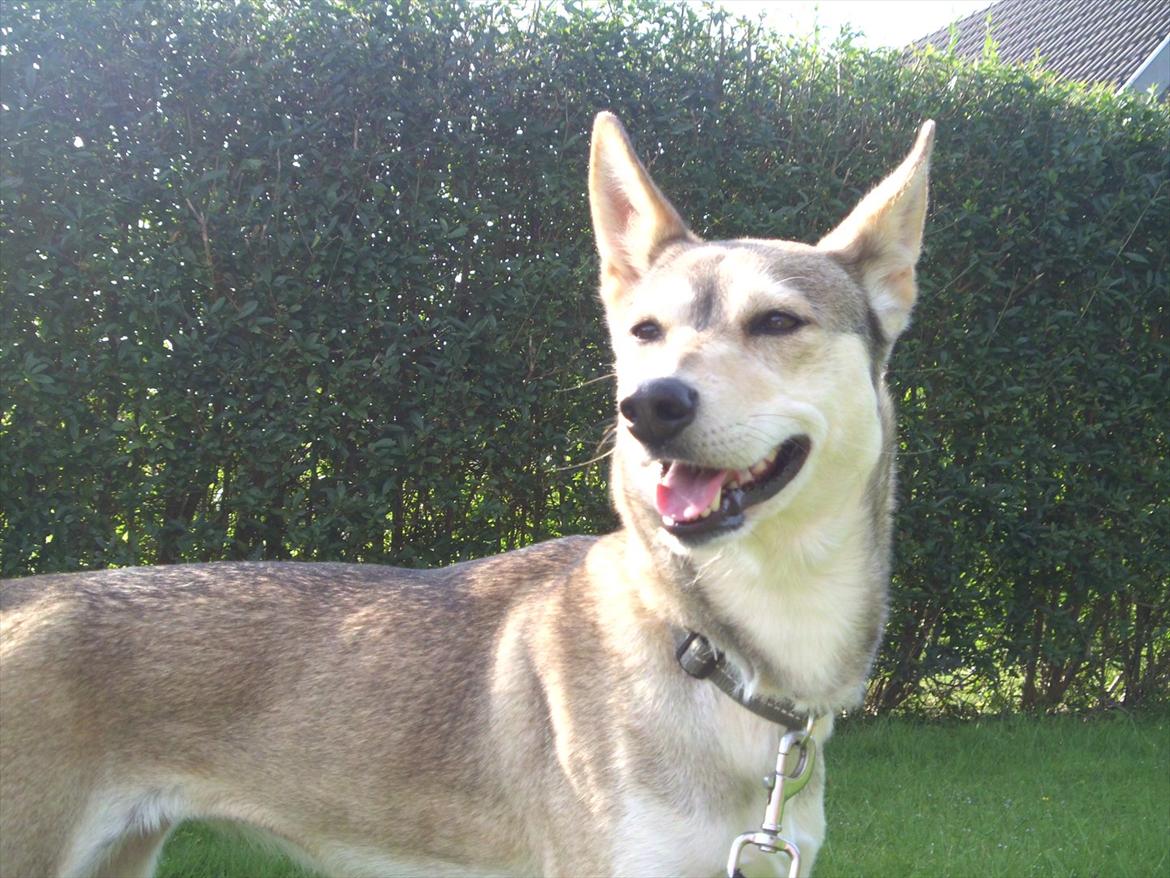 Blanding af racer Bonnie  billede 19