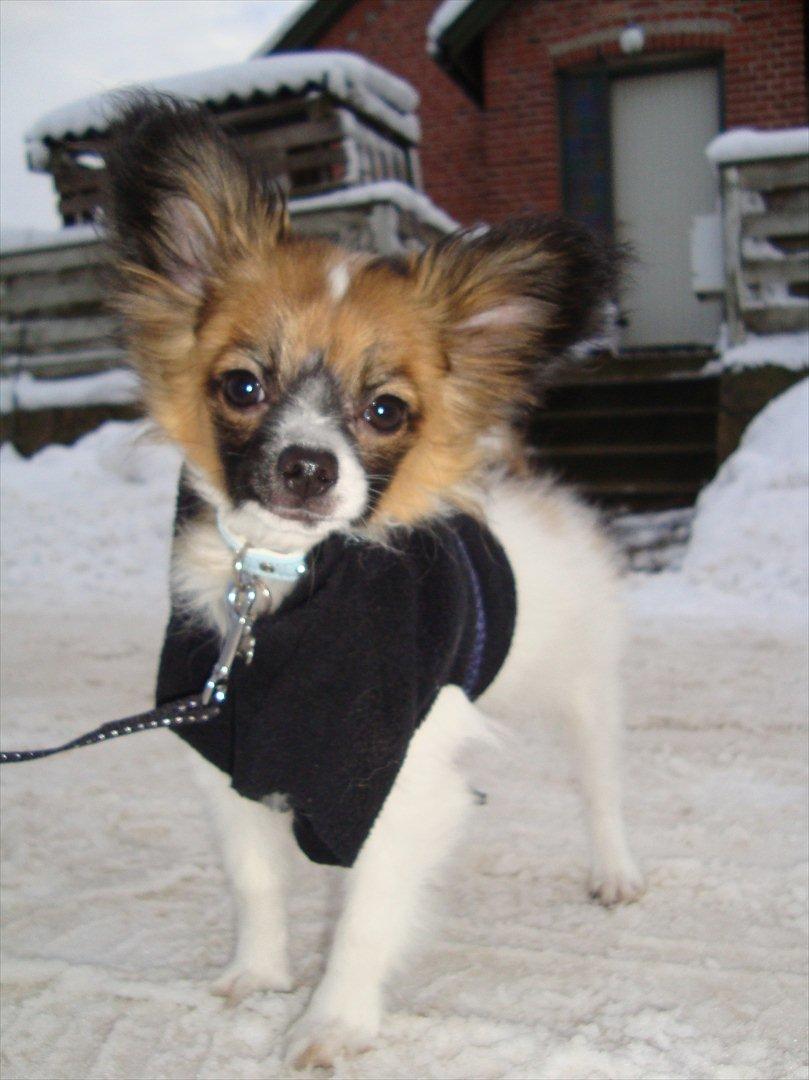 Papillon Lucky billede 1