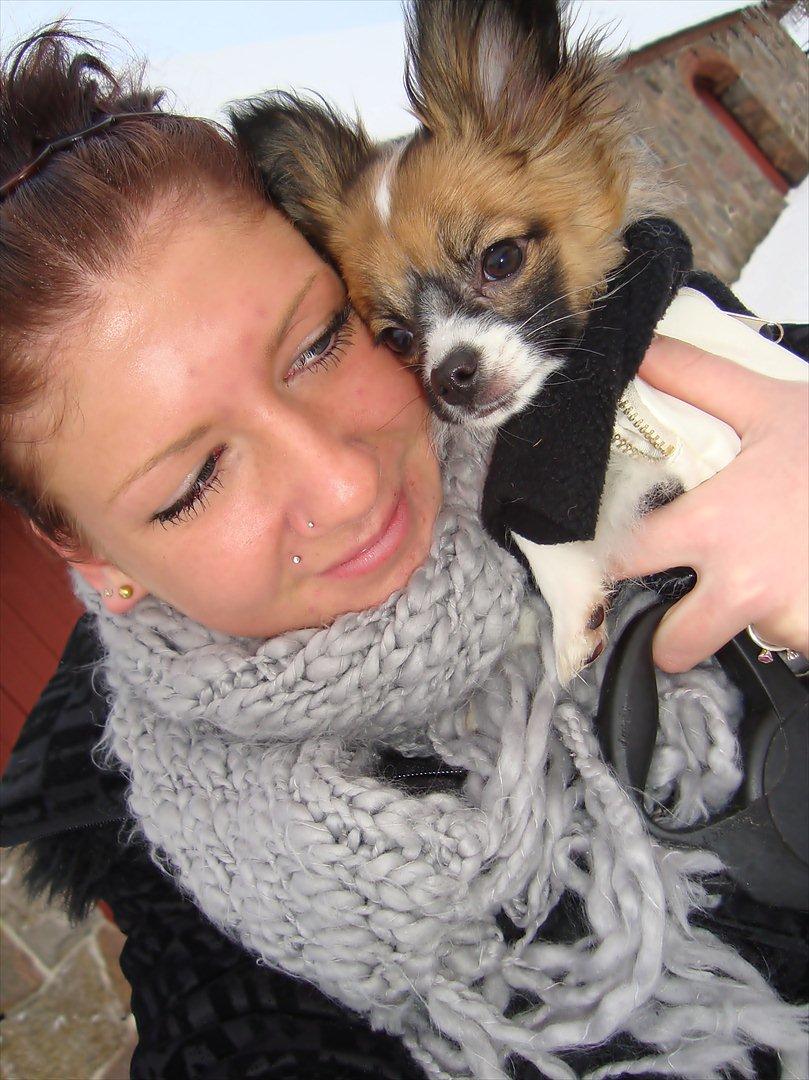 Papillon Lucky billede 2