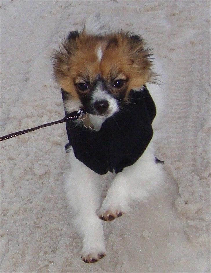 Papillon Lucky billede 3