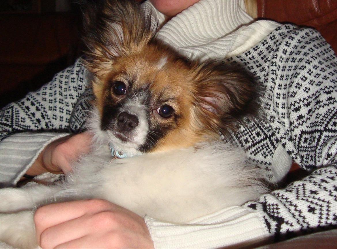 Papillon Lucky billede 4