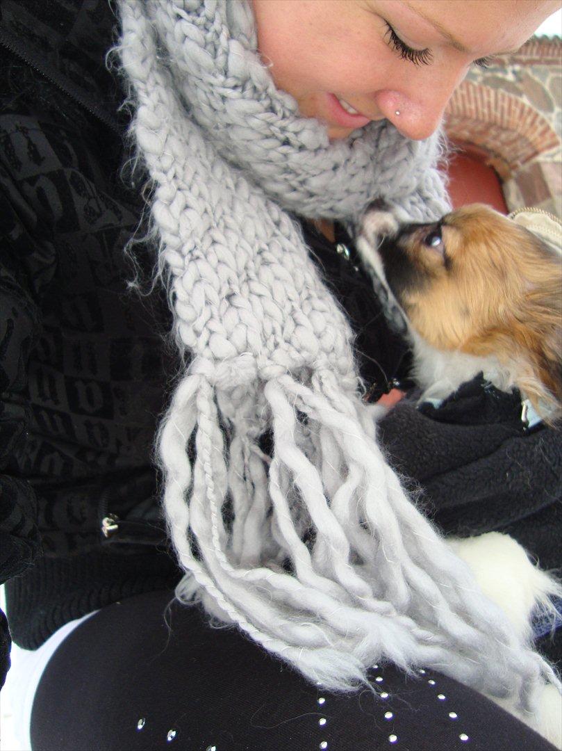 Papillon Lucky billede 5