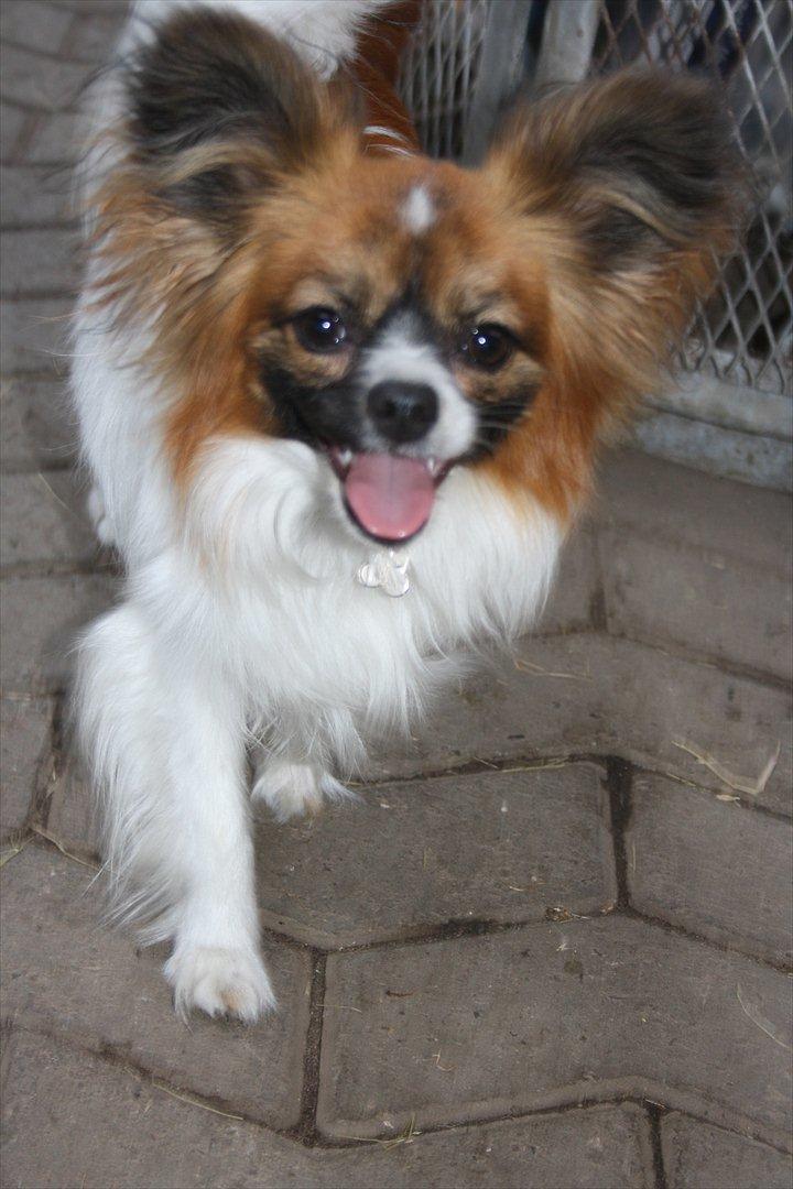 Papillon Lucky billede 6