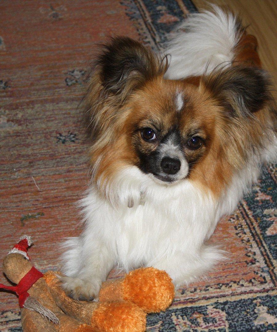 Papillon Lucky billede 7