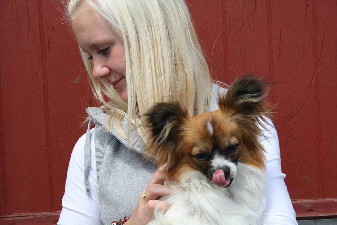 Papillon Lucky billede 8