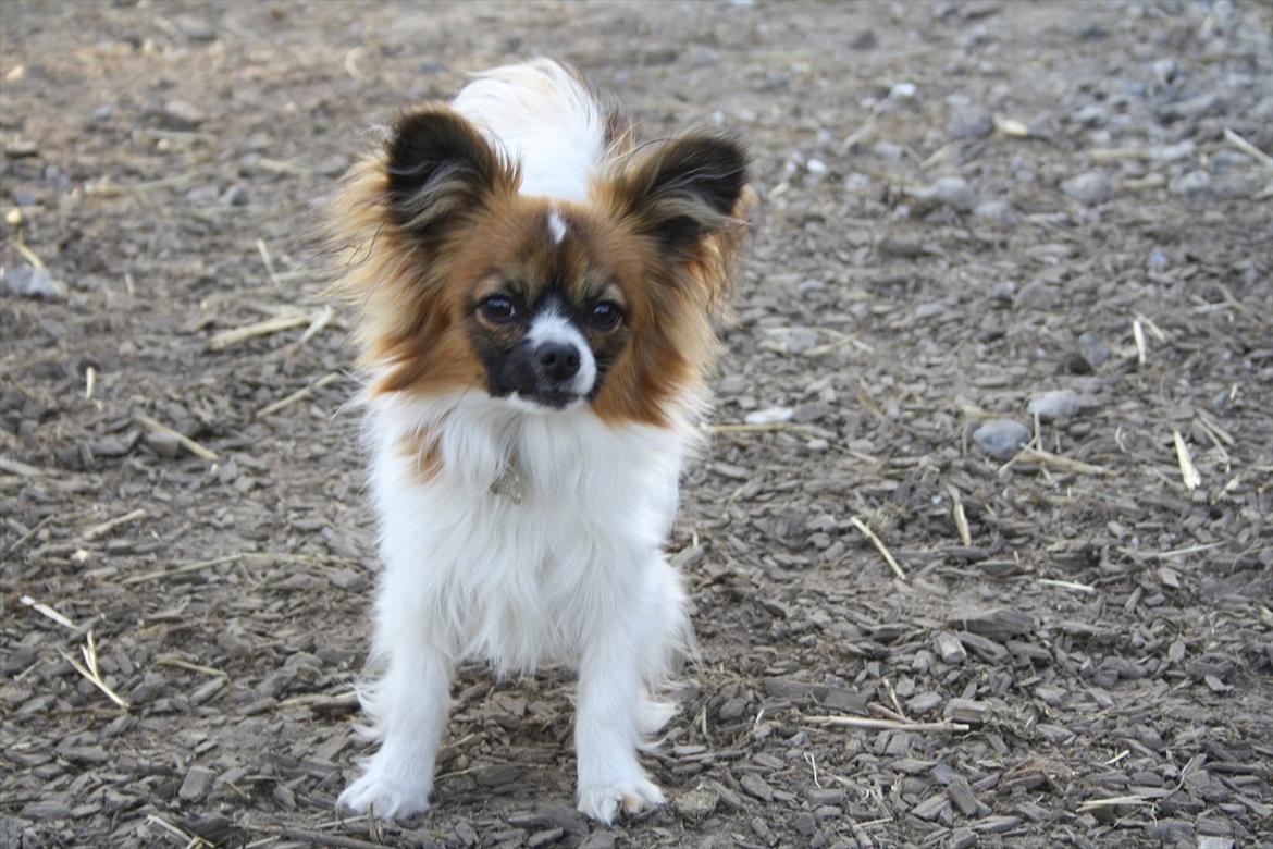 Papillon Lucky billede 9