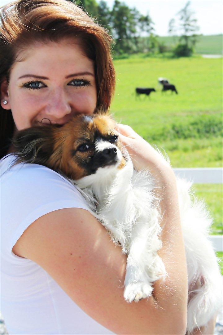 Papillon Lucky billede 10