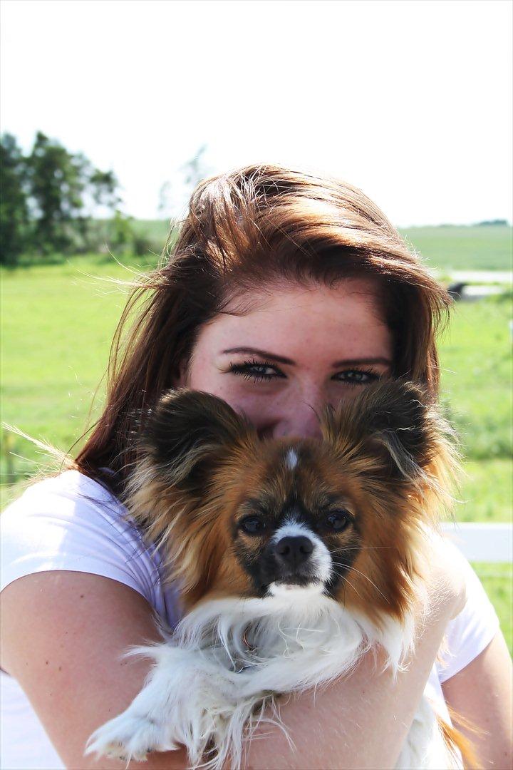 Papillon Lucky billede 11