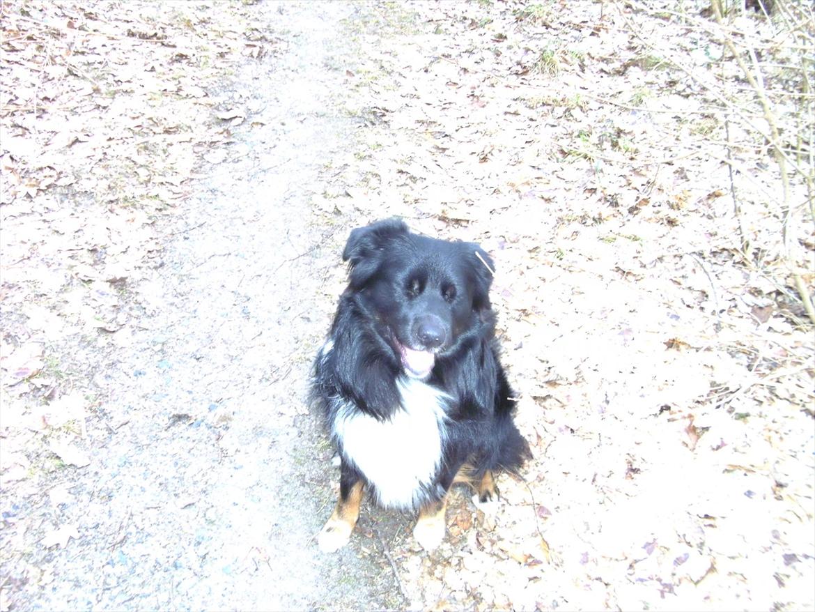 Blanding af racer Tobey billede 12