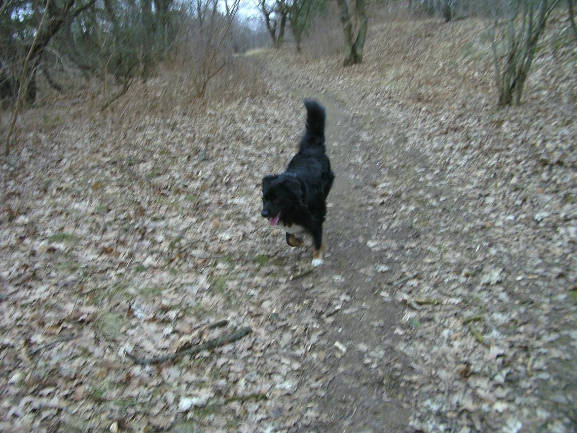 Blanding af racer Tobey billede 13