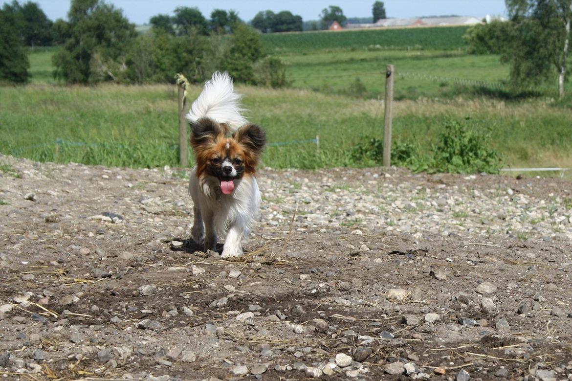 Papillon Lucky billede 12