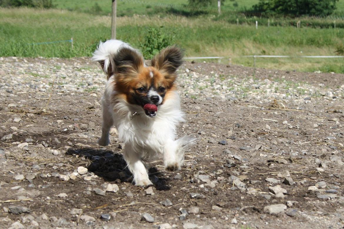 Papillon Lucky billede 13