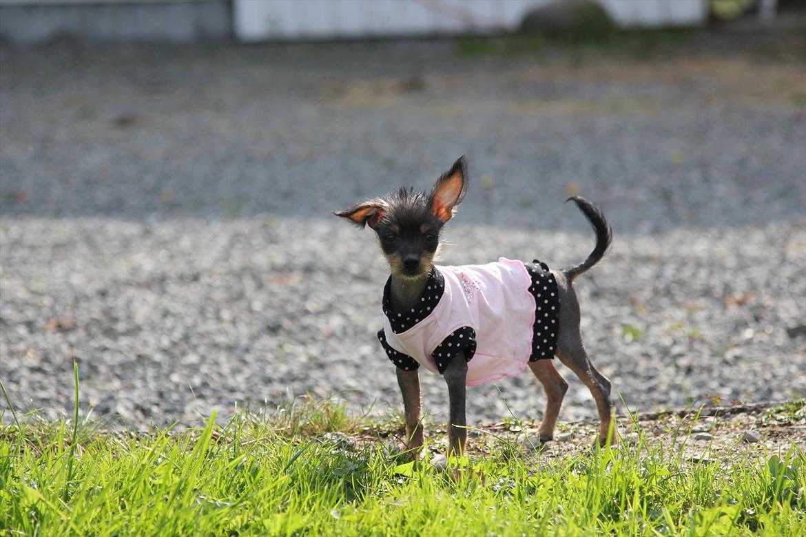 Blanding af racer Diva billede 1