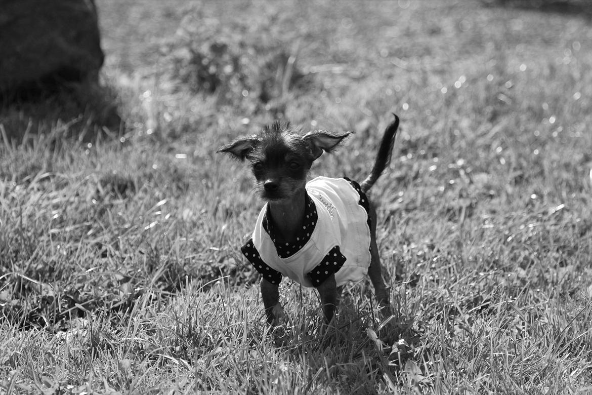 Blanding af racer Diva billede 2