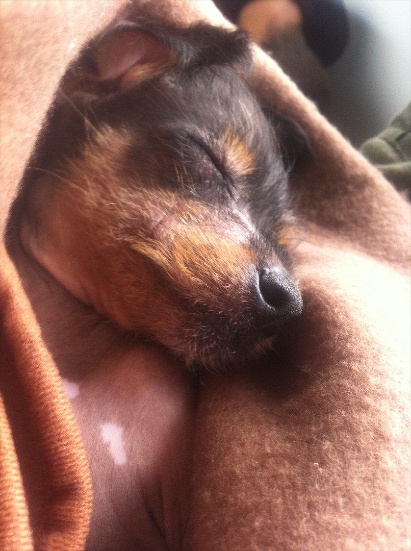 Blanding af racer Diva billede 3