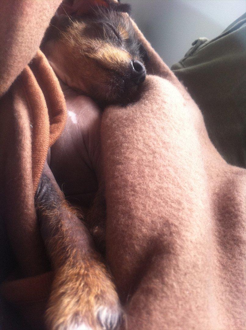 Blanding af racer Diva billede 4