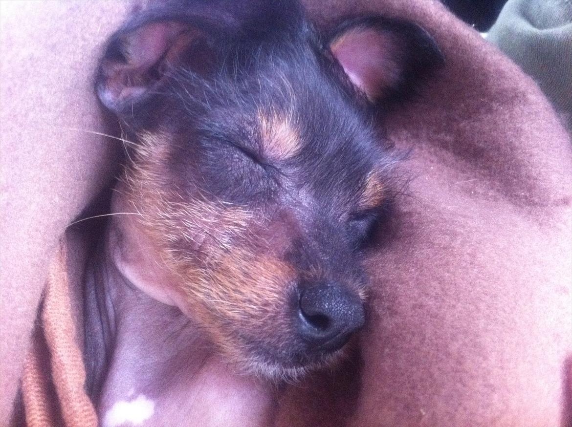 Blanding af racer Diva billede 5