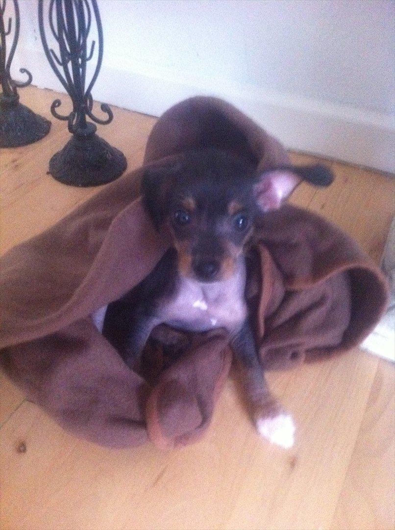 Blanding af racer Diva billede 6