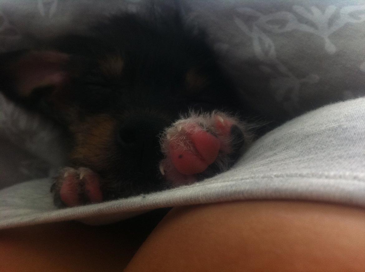 Blanding af racer Diva billede 7