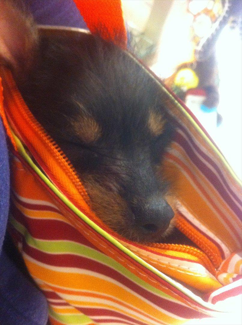 Blanding af racer Diva billede 8