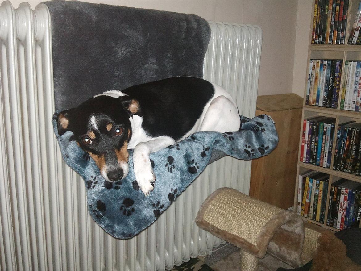 Dansk svensk gaardhund JASON billede 1