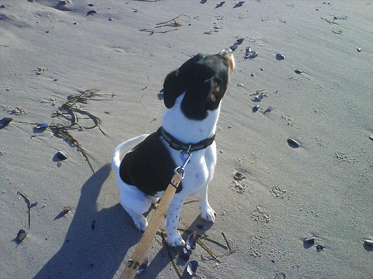 Dansk svensk gaardhund JASON billede 2