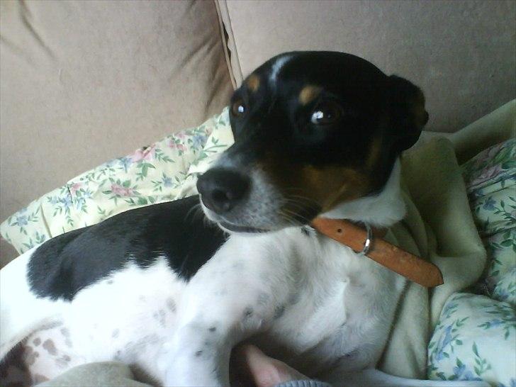 Dansk svensk gaardhund JASON billede 3