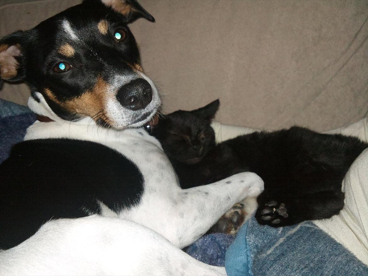 Dansk svensk gaardhund JASON billede 4