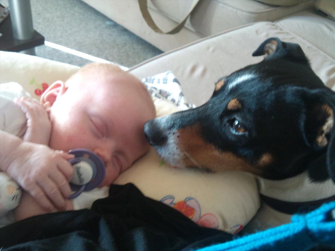 Dansk svensk gaardhund JASON billede 5