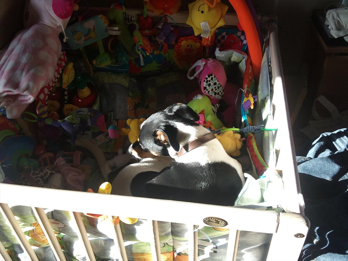 Dansk svensk gaardhund JASON billede 6