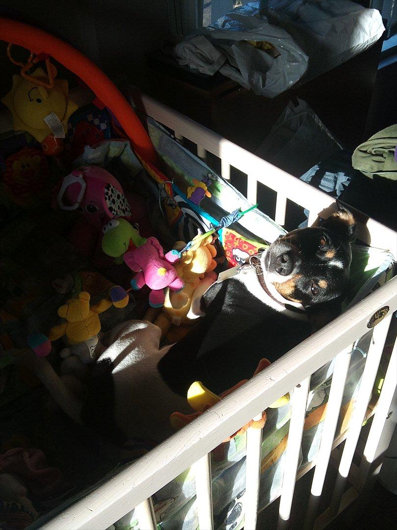 Dansk svensk gaardhund JASON billede 7