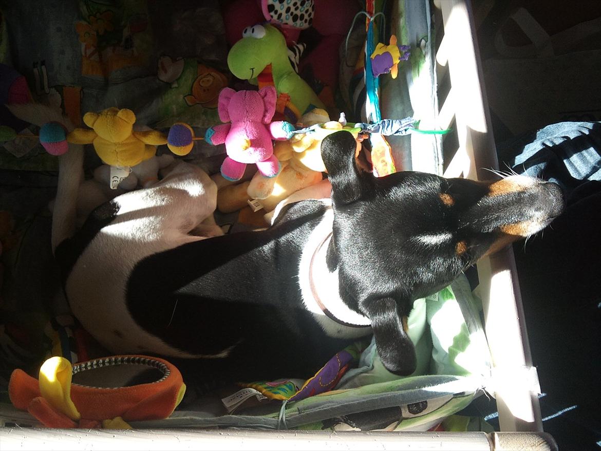 Dansk svensk gaardhund JASON billede 8