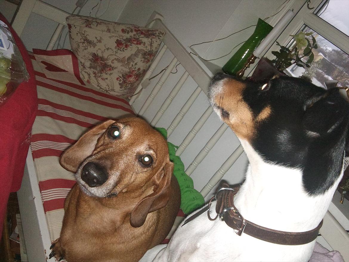 Dansk svensk gaardhund JASON billede 9