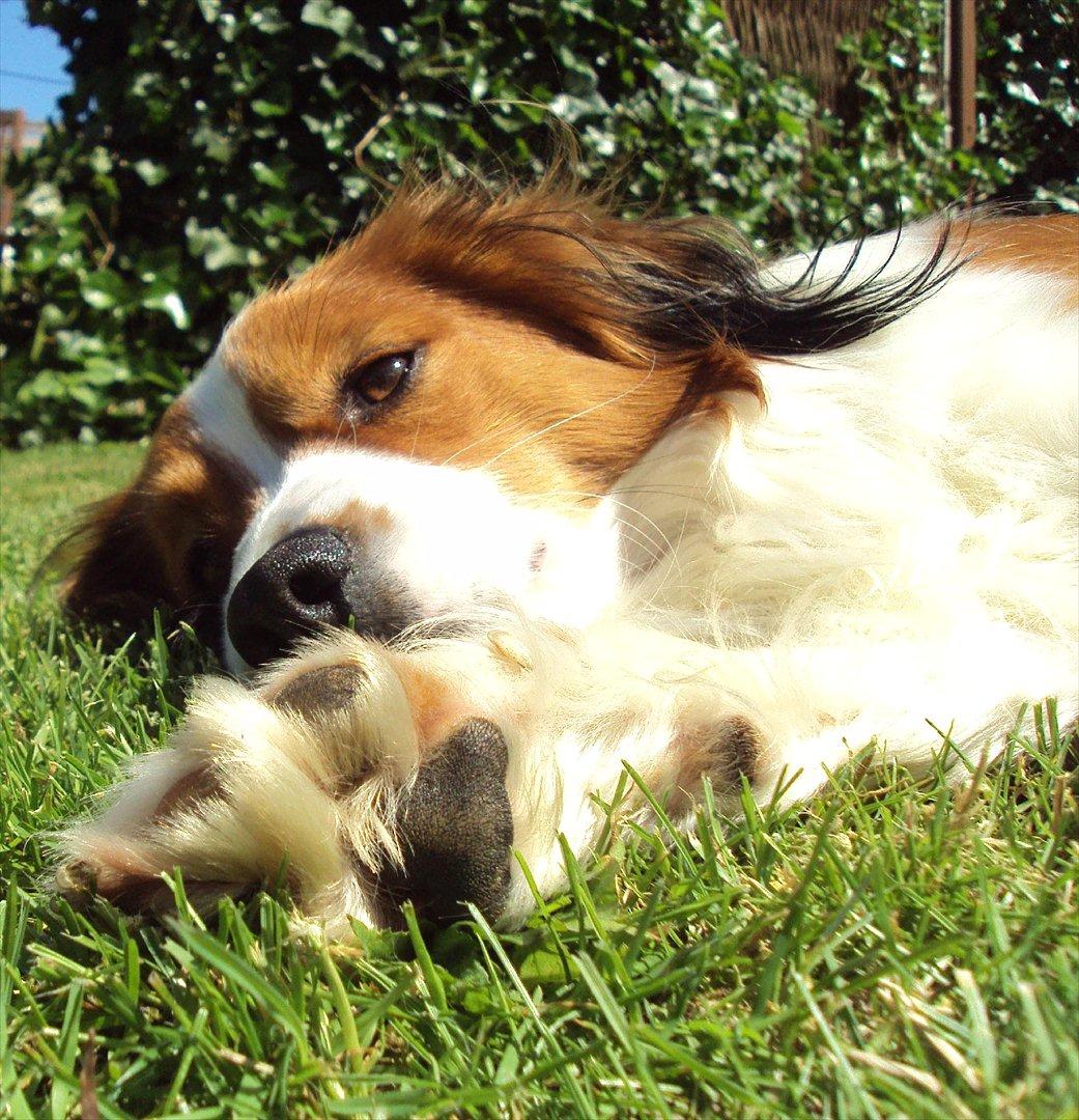 Kooikerhondje Ricko billede 14