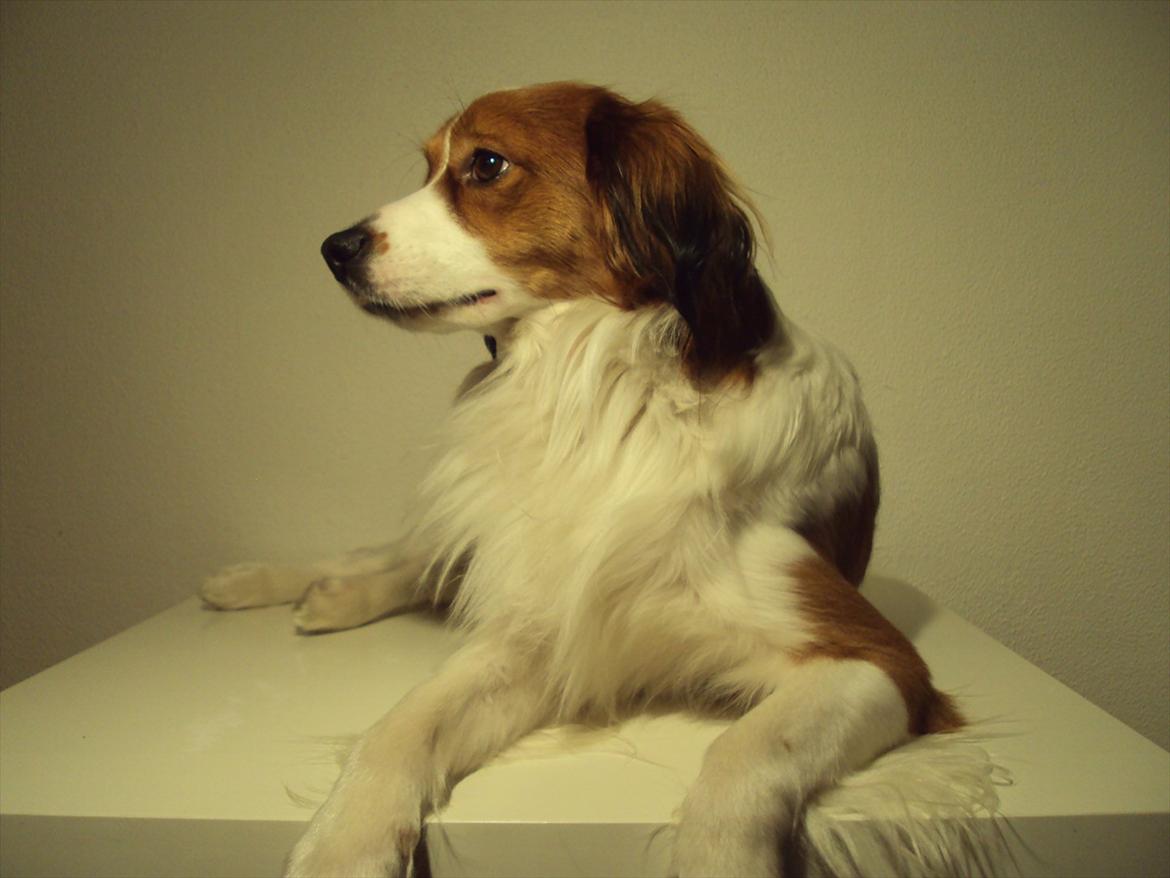 Kooikerhondje Ricko billede 15
