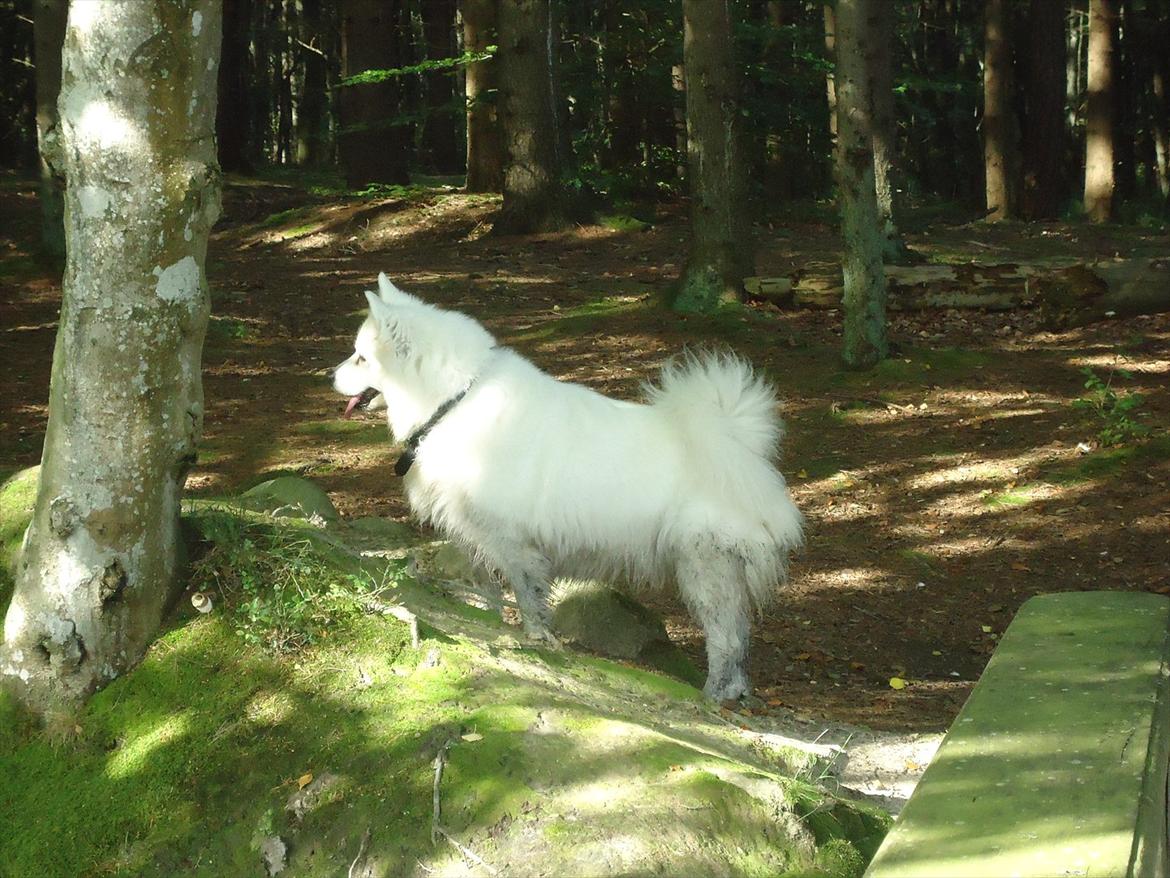 Samojedhund Tilde billede 11