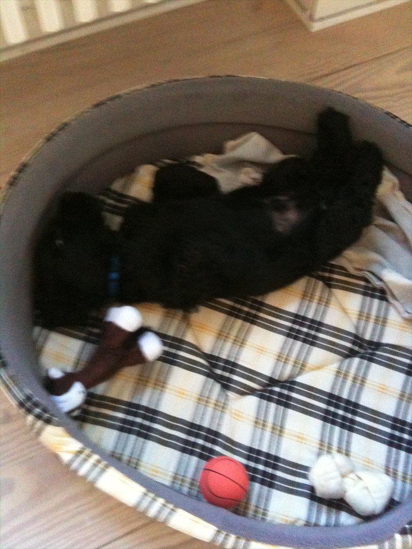 Cocker spaniel Athos - min første dag hjemme ved mor og far, så jeg trænger til en lur efter at have tjekket lejligheden ud billede 1