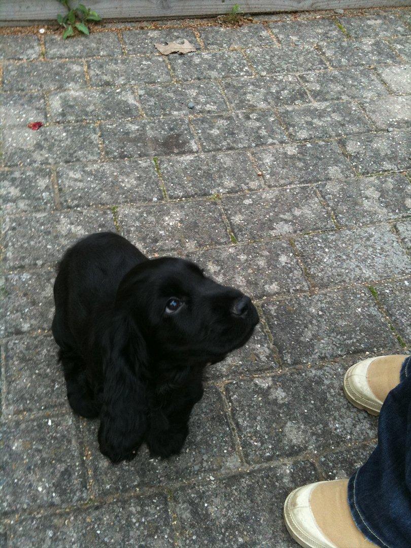 Cocker spaniel Athos - må jeg komme med hjem nu?, vores første besøg hos ham:-) billede 2